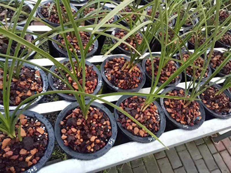 种植兰花：如何精挑细选植料？_混合_根部_环境