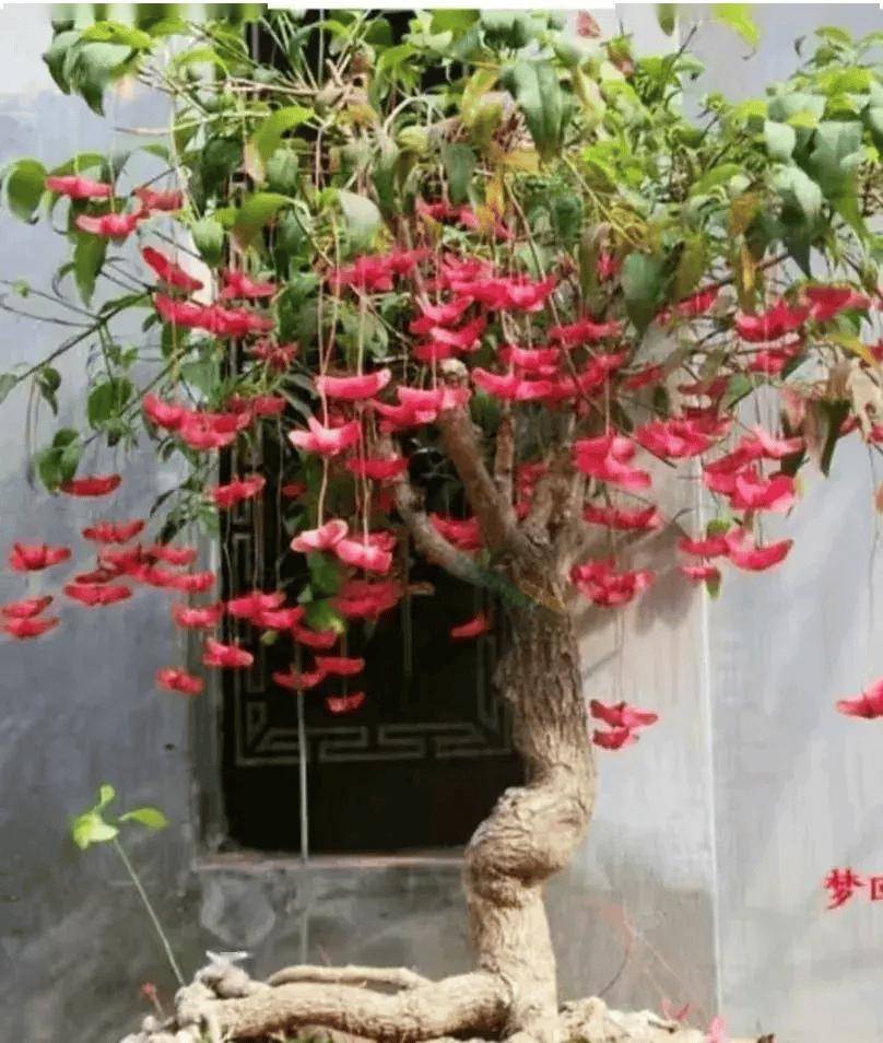 种花不如种树,6种名贵树,好养又好看,种上1棵都能当"传家宝"