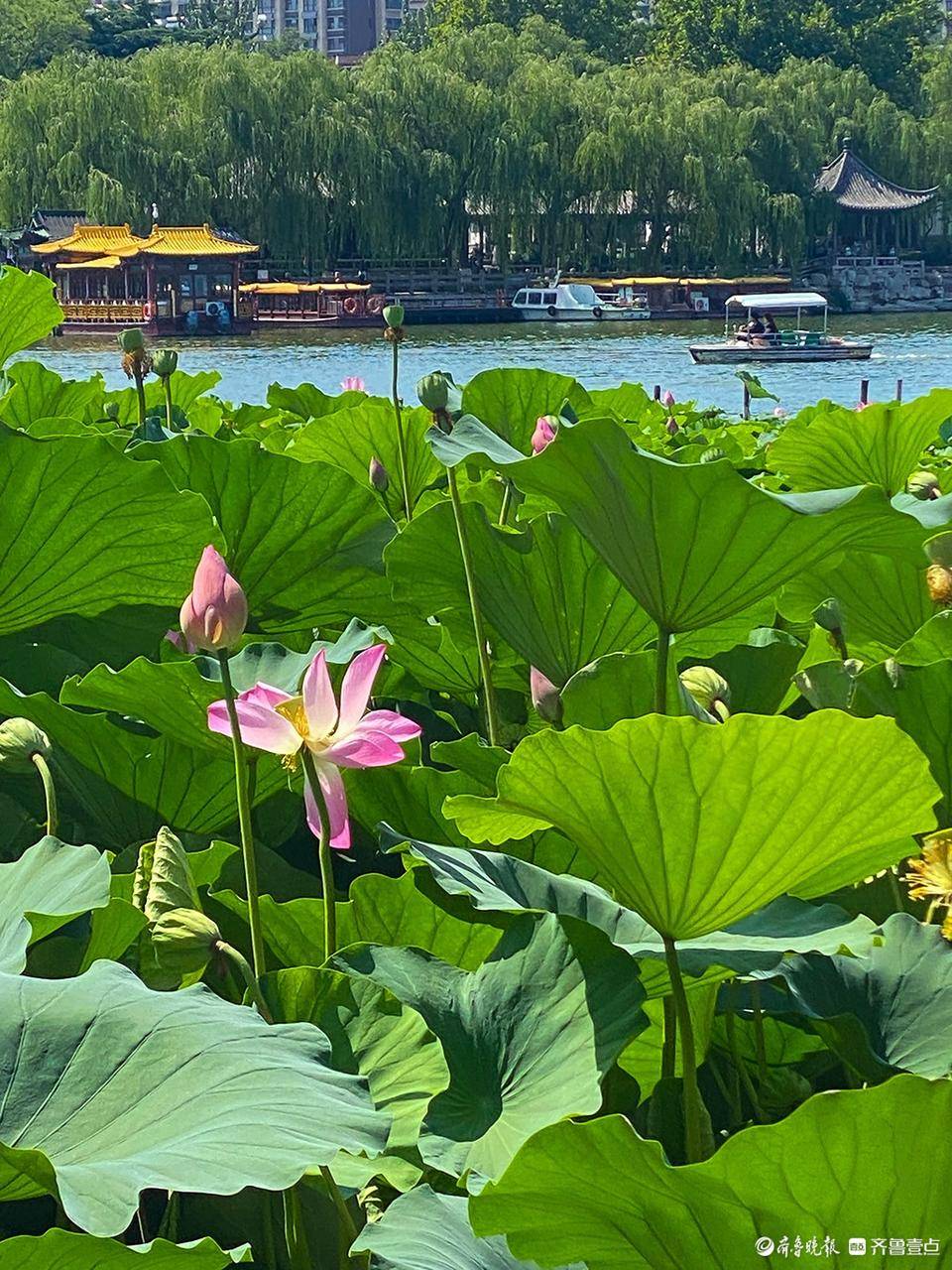 大明湖景点介绍图片