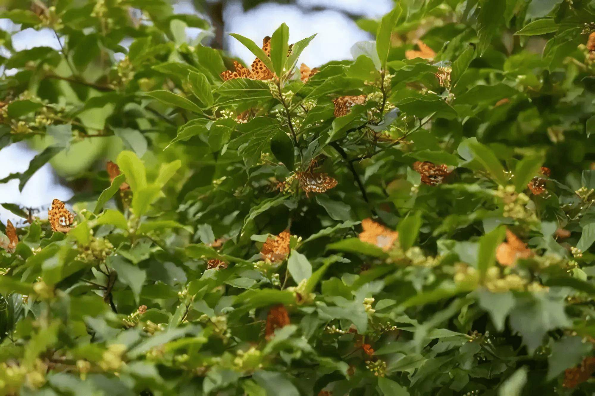 湖南第一次发现特级保护植物蝴蝶树,其价值最少值一个亿