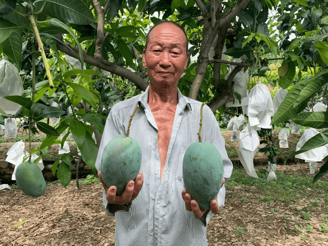 凯特大芒果26.9元/箱!