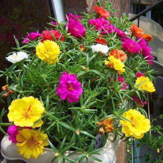 5种花不用买,撒点种子长满盆,开花漂亮,花期长,阳台变花园