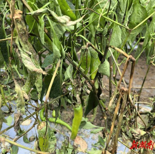 受灾后的辣椒病虫防治1.