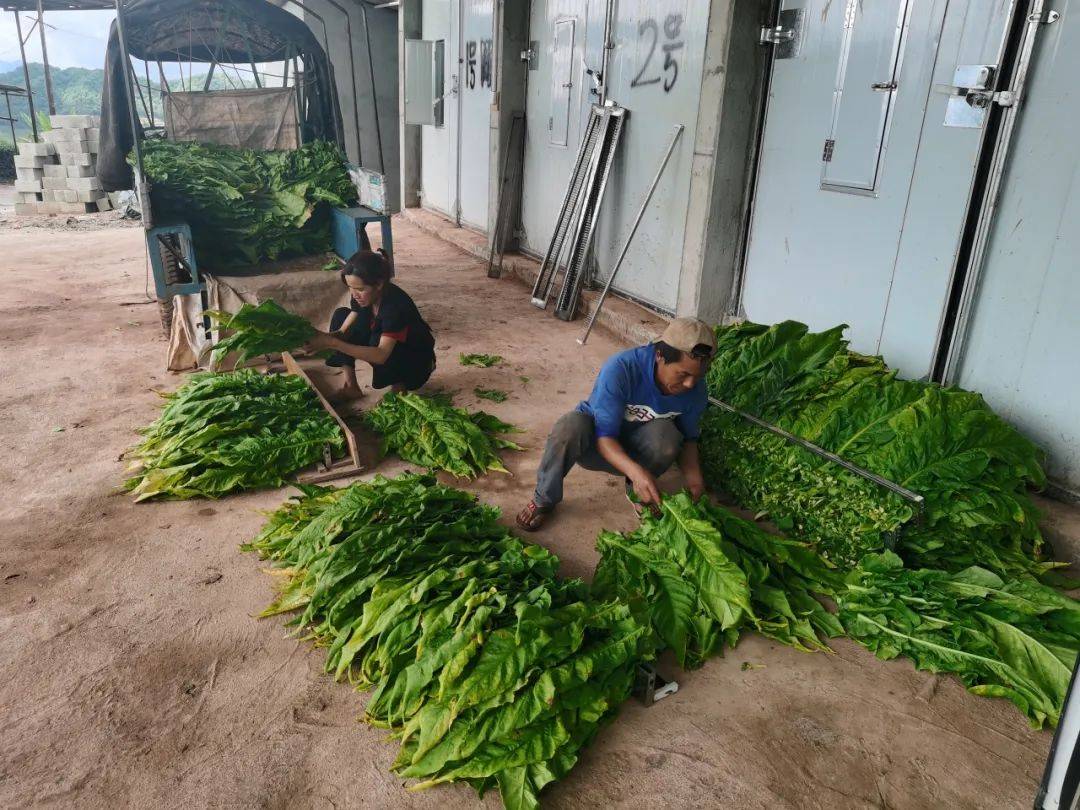 在下巴哈烤烟烘烤房,烟农正有序地对烟叶进行装炉,烘烤,脸上都洋溢着