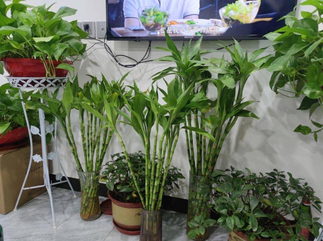 "6种"绿植不耐寒,冬季搬入室内养,年年翠绿茂盛,安全越冬!
