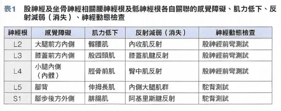 所谓股神经,是第2~4腰神经从腹侧分枝的神经,也是走往大腿前侧的感觉