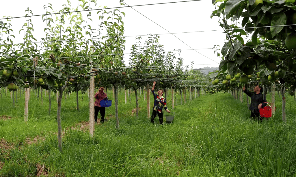 果园旅游开发图片