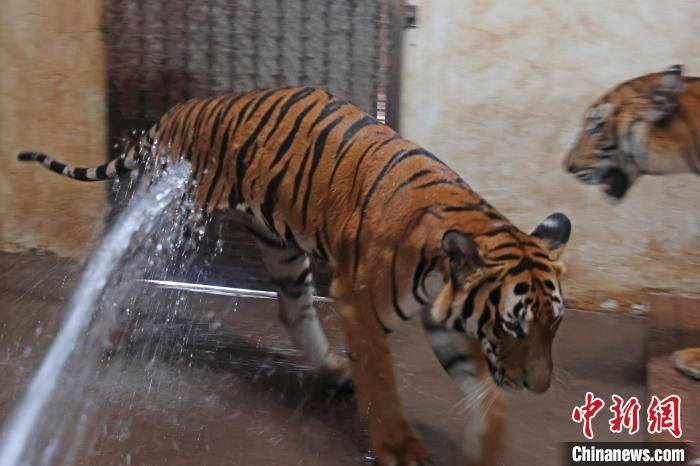 江西南昌:入伏首日 华南虎防暑降温有"凉"招_动物园_笼舍_世界