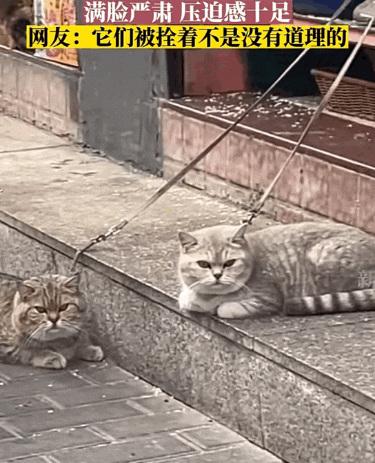 【7-16】网友看到狸花猫被拴着拉车:虐猫!