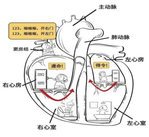 左心室分段图解图片