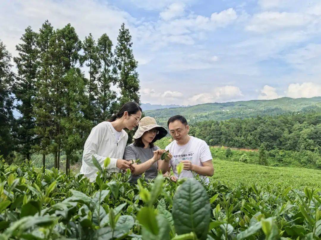 粤黔协作帮扶专家助力我市茶叶产业提质增效_发展_茶树_种植
