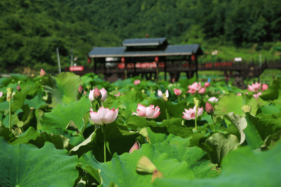 游玩路线:>景区入口>玉女潭>神掌镇妖>钱厂湾>水漫丹霞>蜡染石>望仙台