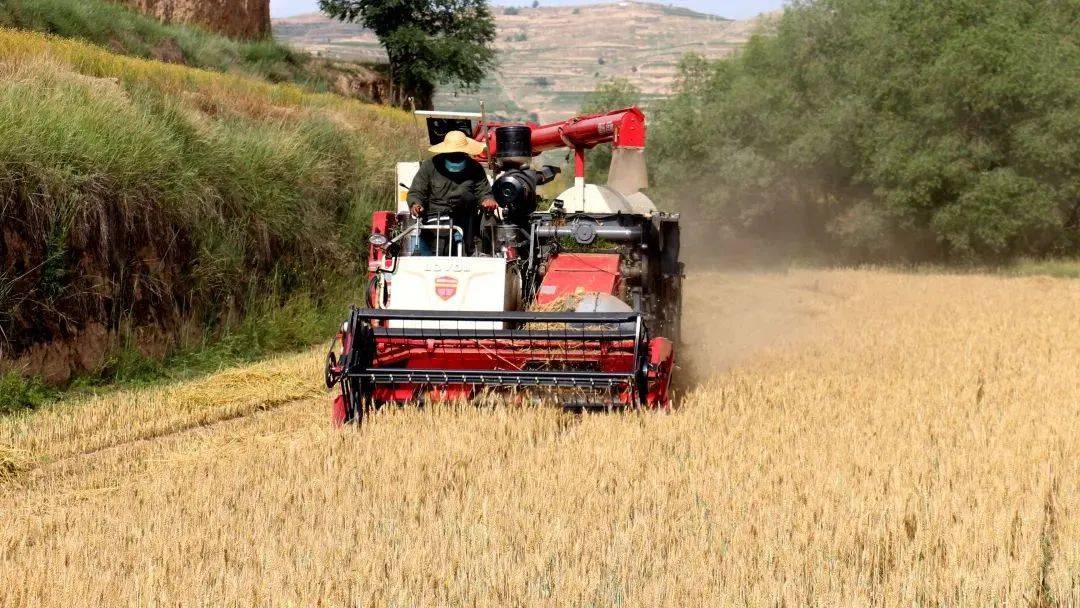 凤翔镇: 风吹麦浪机收忙 又是一年好"丰"景_小麦_机械化_生产