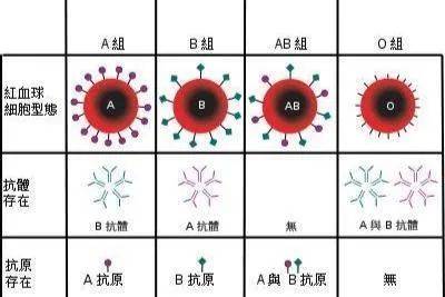 没有抗a、抗b抗体；o型：红细胞上缺乏a、b抗原，血清中含有抗a、抗b抗体。以上图片来源于网络万能输