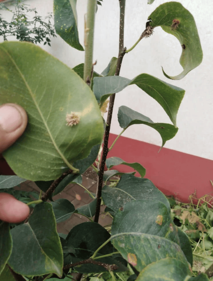 梨锈病危害大,注意及时防治!