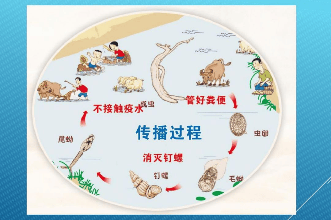 认识钉螺钉螺是日本血吸虫的唯一中间宿主,它是一种只有螺丝钉大小的