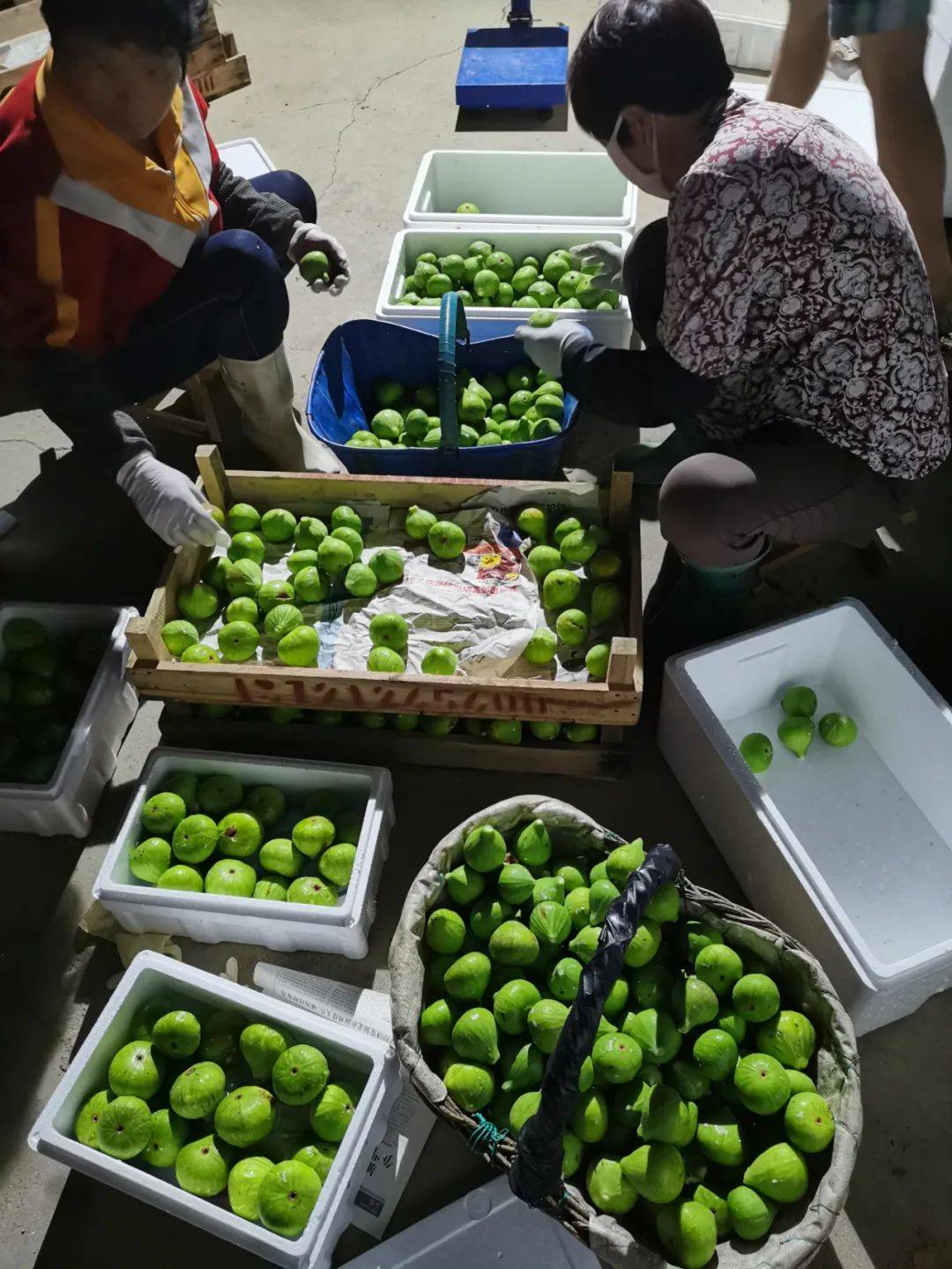 山东威海青皮无花果,软糯香甜,一咬流蜜,一年只能吃2次!