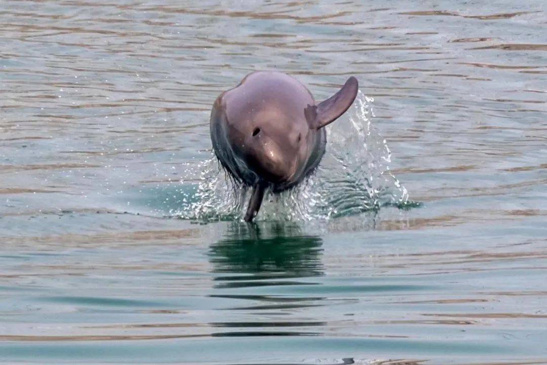 "串门儿"活动招募|一起来认识可爱的"微笑天使"——长江江豚