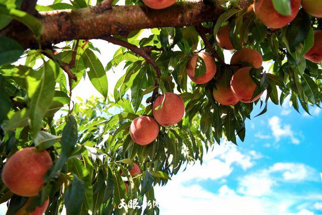 园内,成片的桃树枝繁叶茂,绿意盎然,水灵灵的桃子在绿叶的映衬下显得