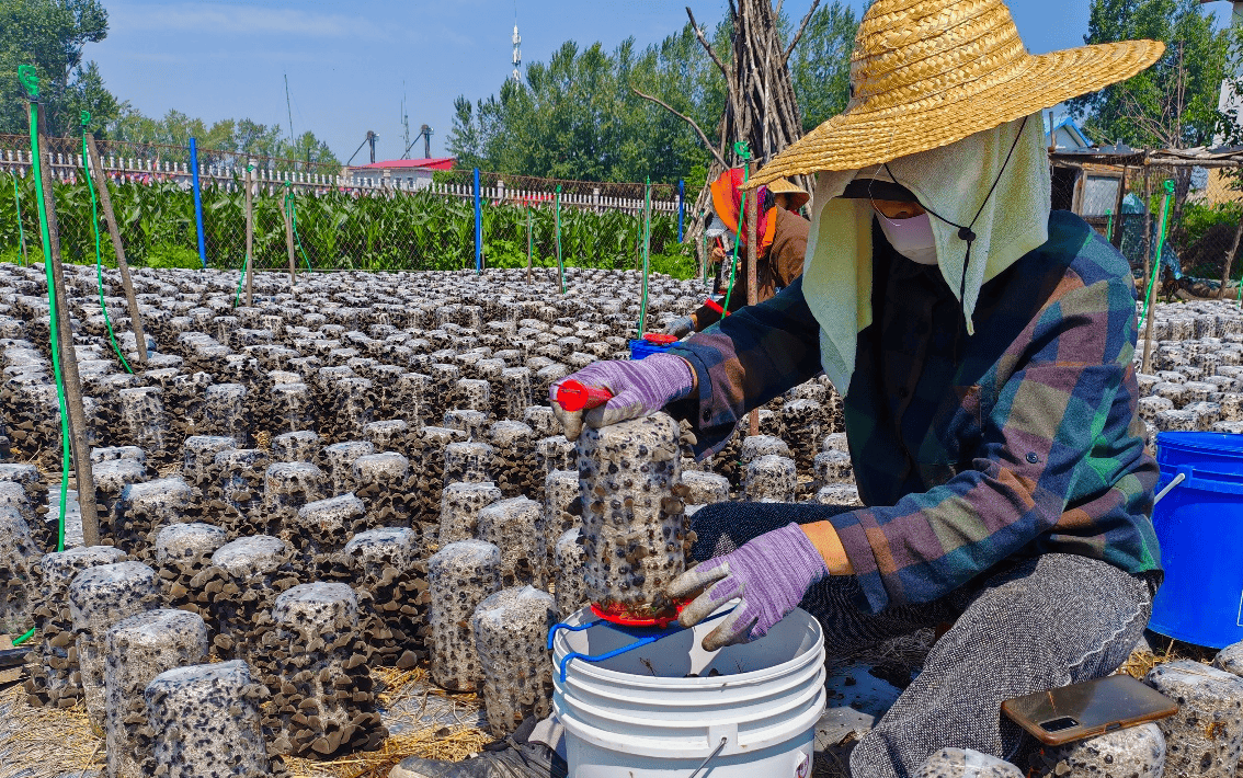"金耳朵"破"壳"而出 头茬采摘喜收获_种植_村民_黑木耳