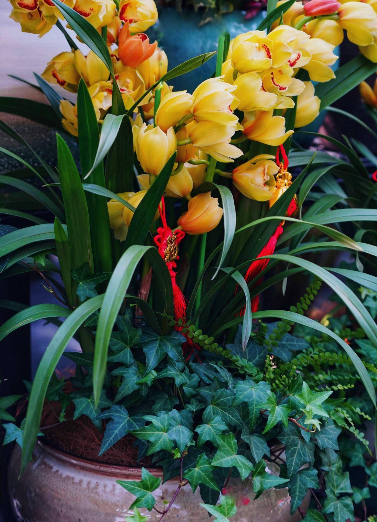 大花蕙兰怎么养?做好"3点",大花一串串,艳丽多姿,不停盛开