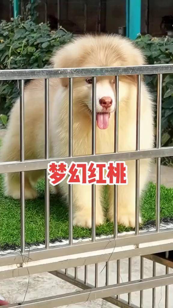 梦幻红桃是不是比灰桃还可爱狗狗阿拉斯加萌宠