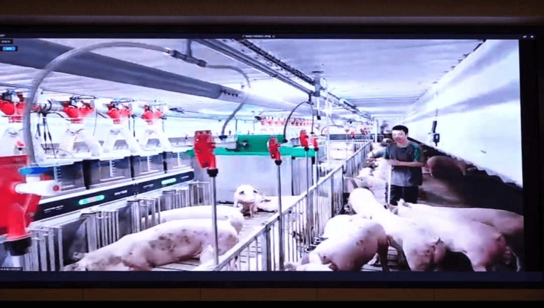 一种全新的参观形式——扬翔股份南沙楼房猪场现场直播连线活动成功