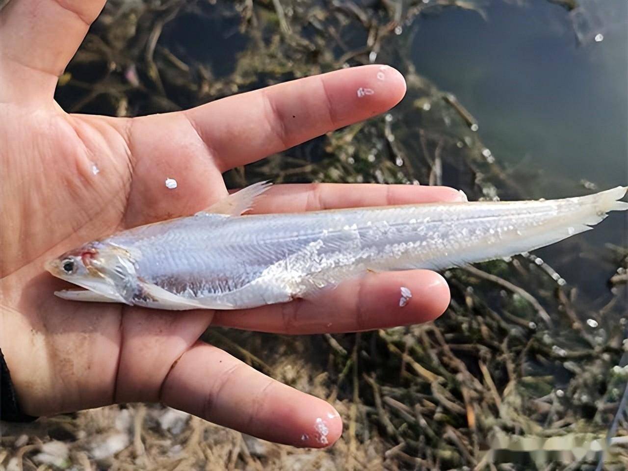 安徽一河道出现大量"刀鱼",村民捞满筐,网友直呼"请假捞鱼"