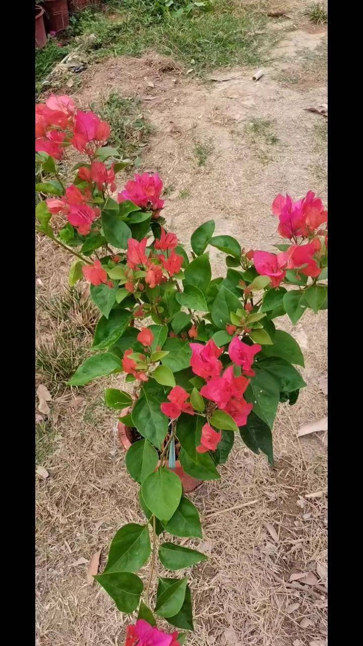 多规格三角梅四季红