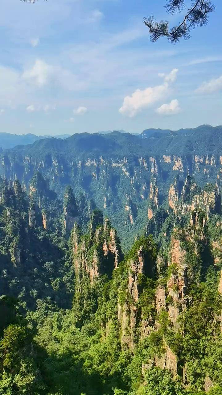 一念秋风起,一念相思长创作灵感 天子山西海峰林 治愈系风景 带你看