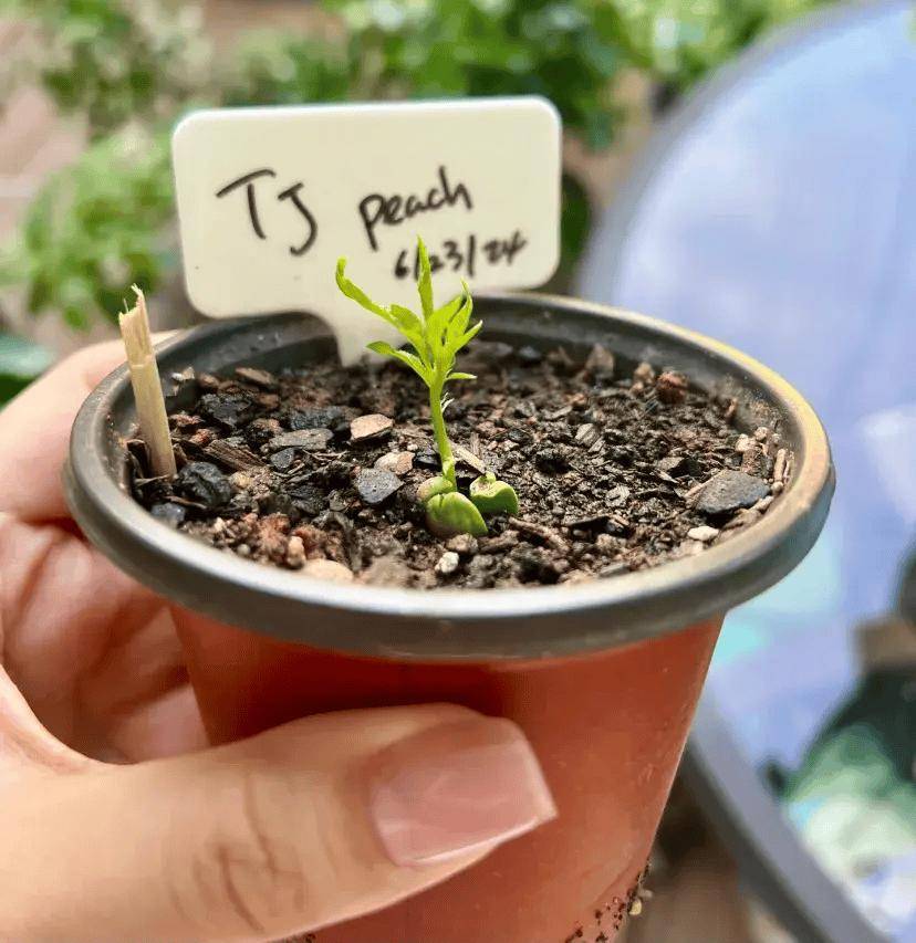 把吃剩的桃核种盆里,朋友圈火了:这是花再多钱也买不到的盆景