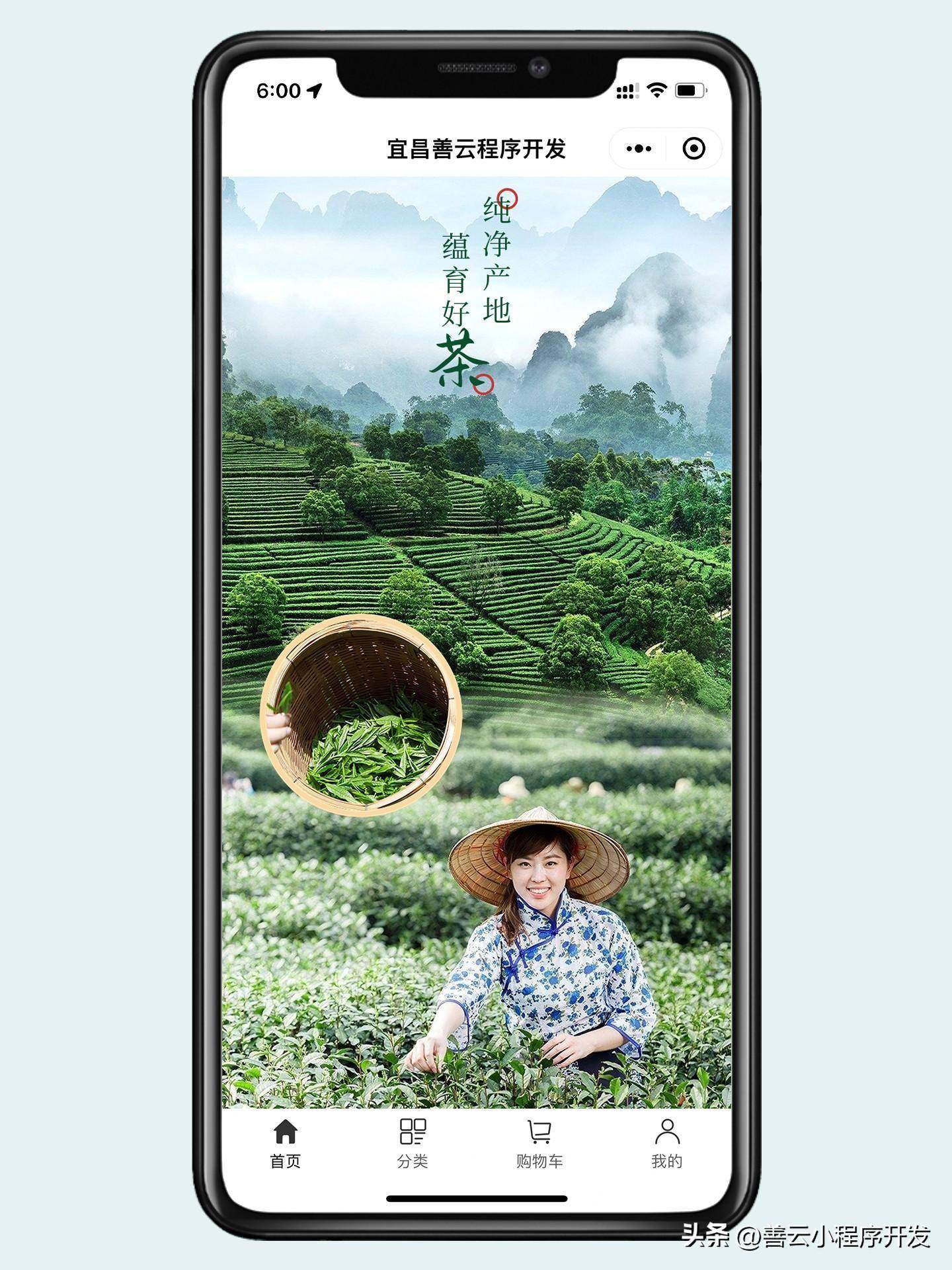 善云绿茶茶叶店电商小程序商城开发