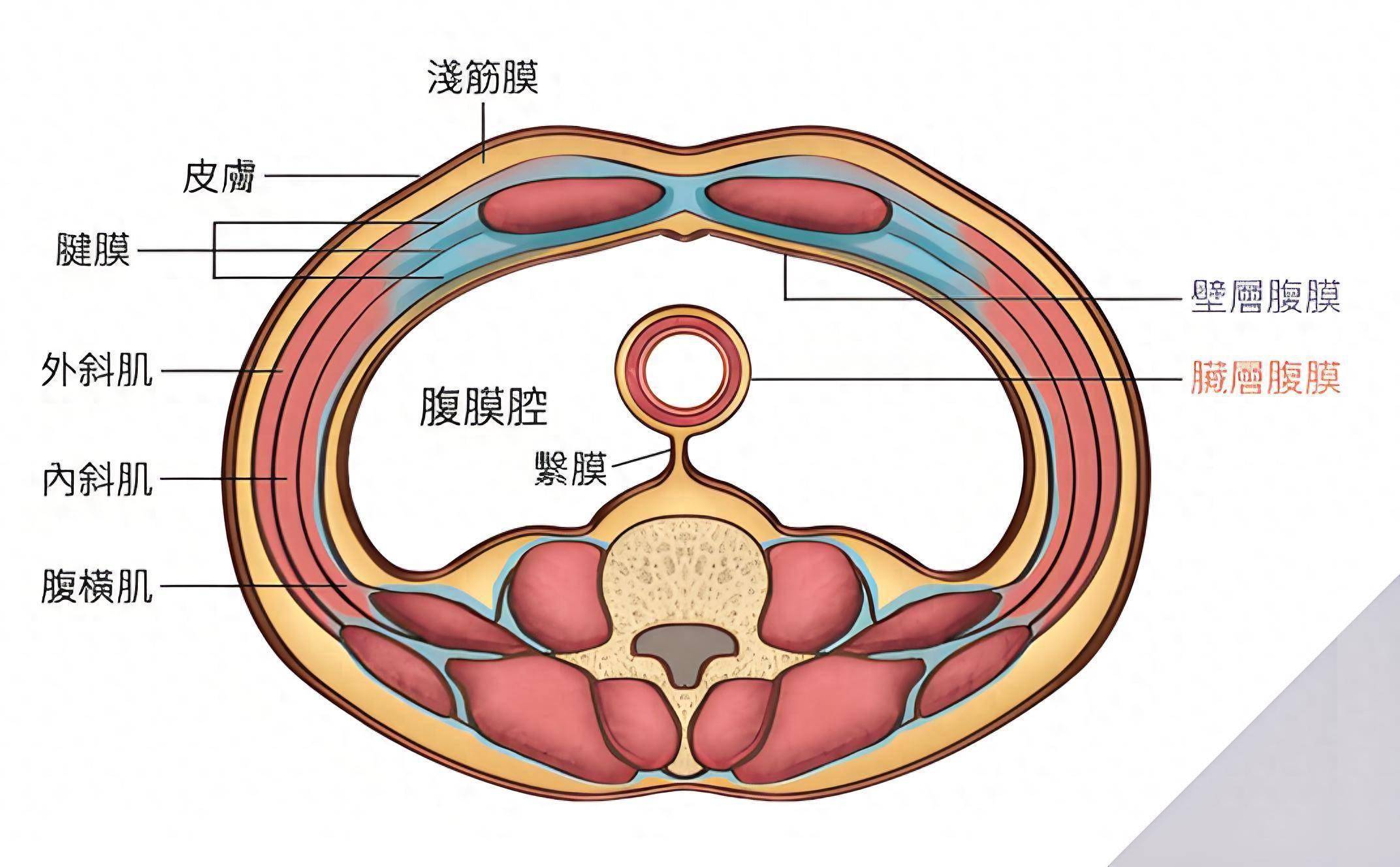 怎样判断是否腹部积水图片