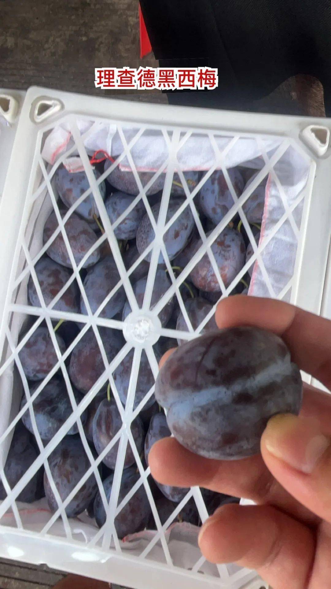 25-7.26 全国主要批发市场西梅行情