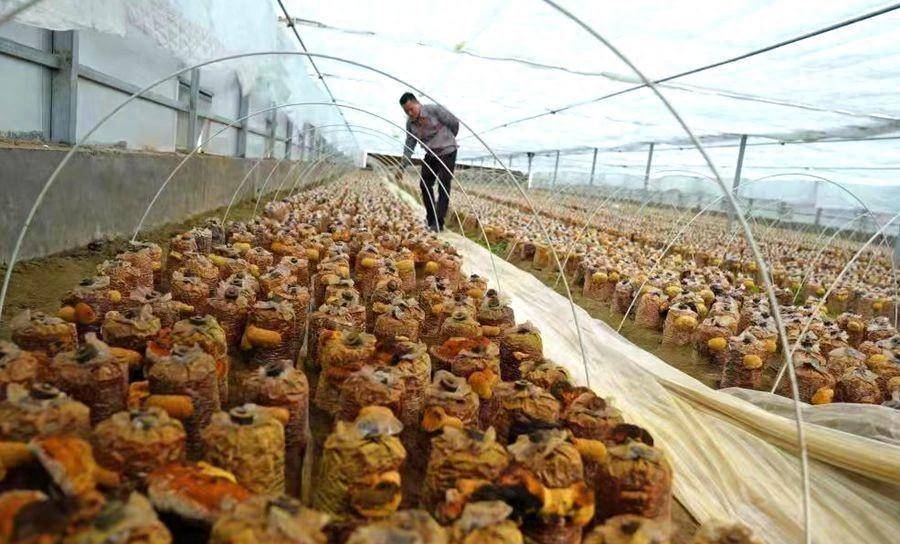 桑黄是一种主要生长于桑树上的药用真菌,呈金黄色,扇面状,在中国有着