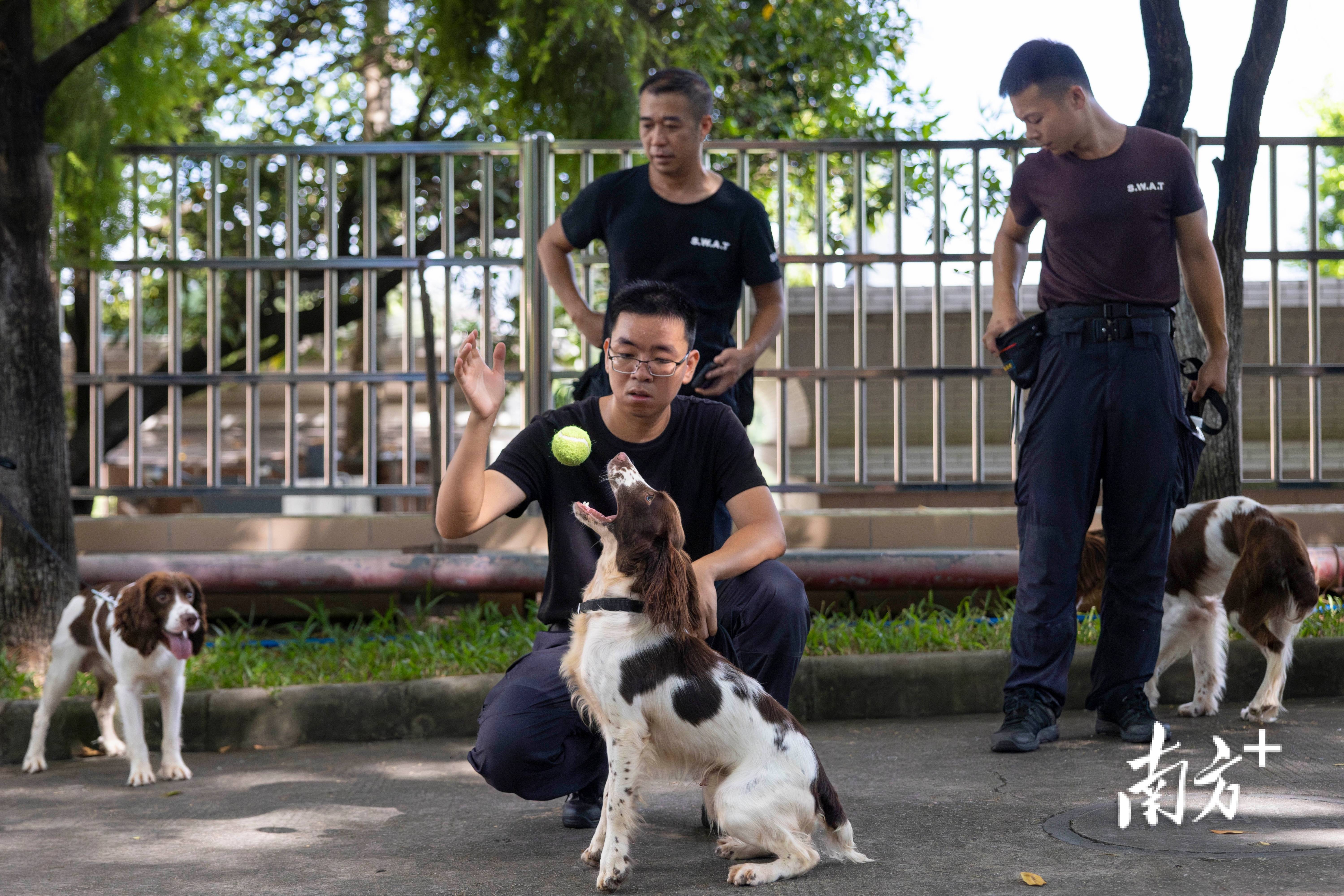 警犬训练口令手势手册图片