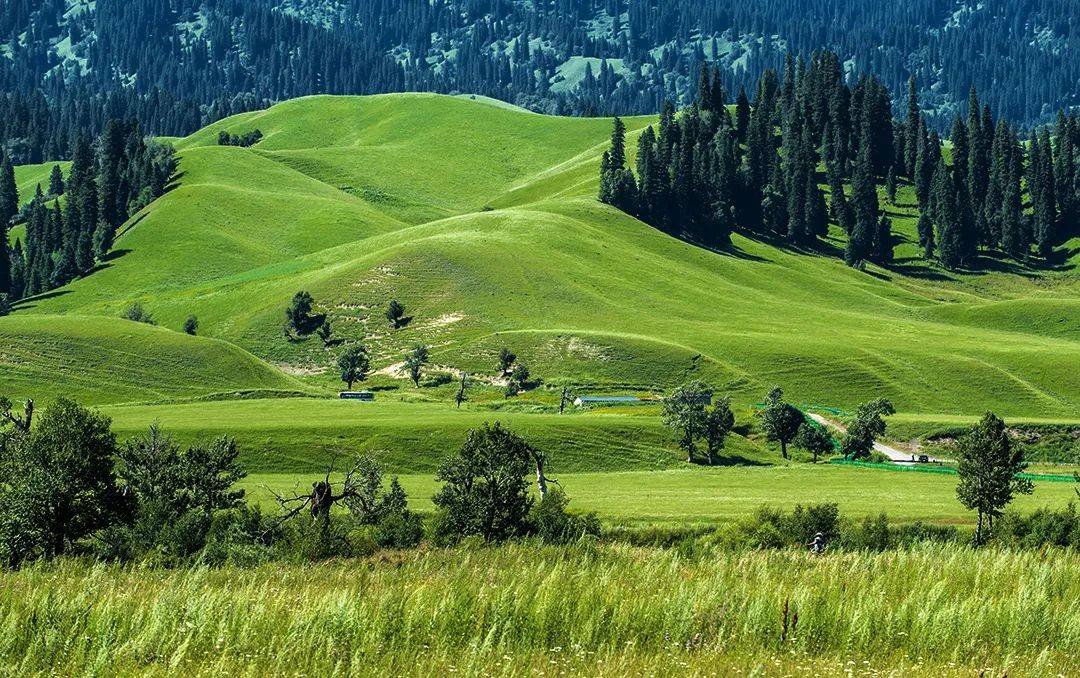 那拉提草原是世界四大草原之一的亚高山草甸植物区,自古以来就是著名