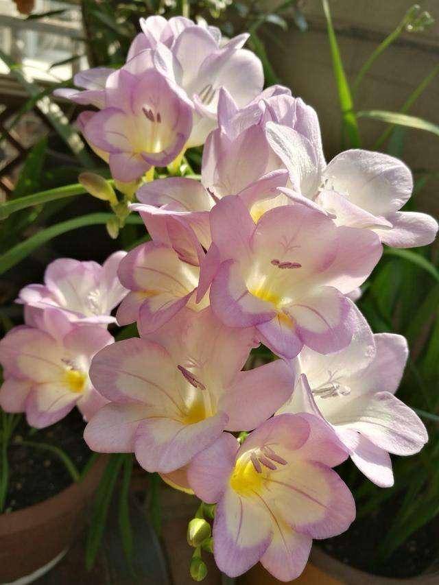 香雪兰的"种植技巧",关键有"3点",花更多,又仙又美又香