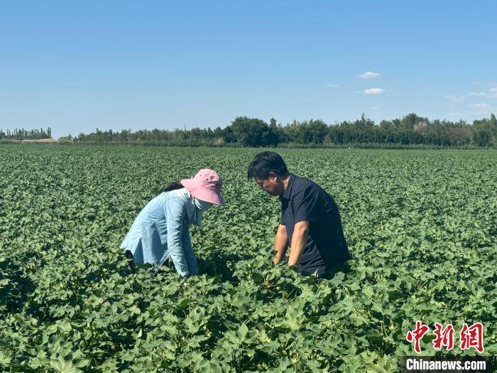 "智"绘农业新图景:"材"聚山西 "财"汇新疆_棉花_大棚_种植