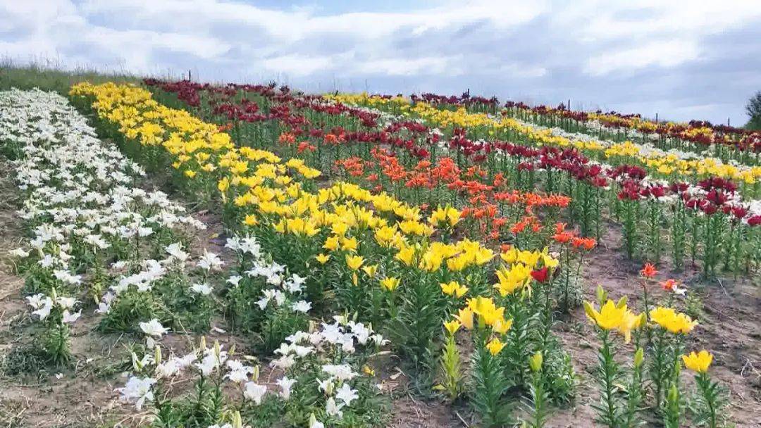 福建省南平市市花图片