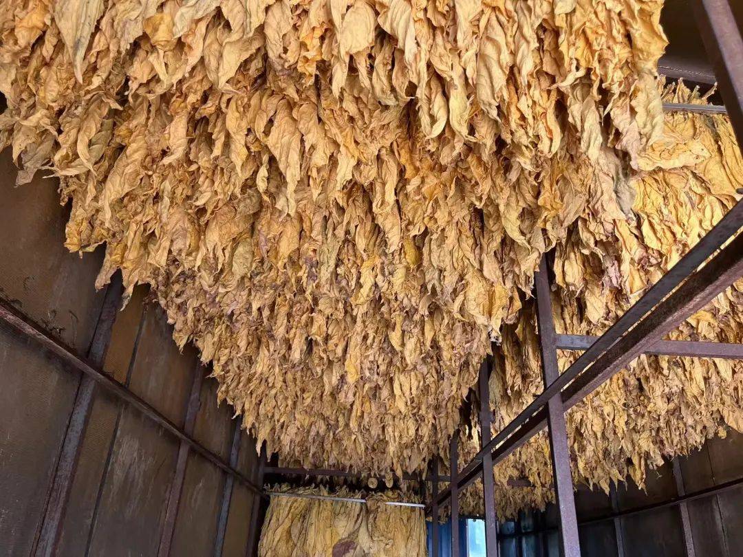 留凤关镇：烤烟迎来了大丰收！_种植_烟叶_泉村