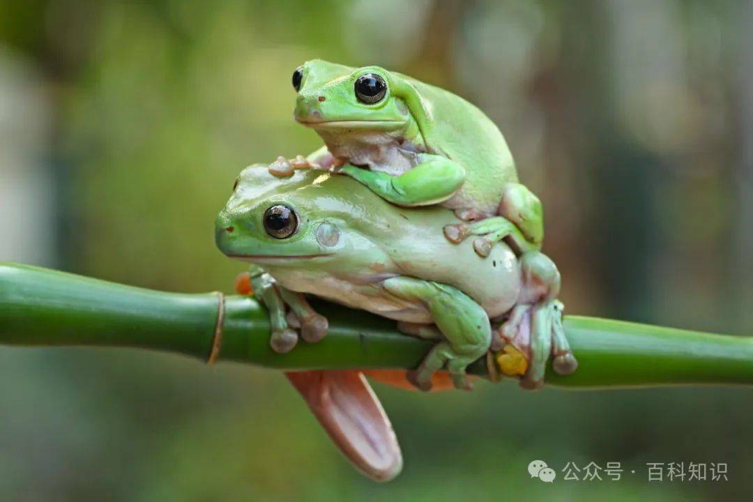 仔细观察我们会发现,青蛙每次吃东西的时候都会眨眼睛.这是为什么呢?