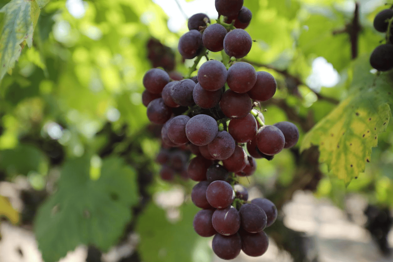 葡萄串起"甜蜜链" 农旅融合"路子宽"_珠晖区_品种