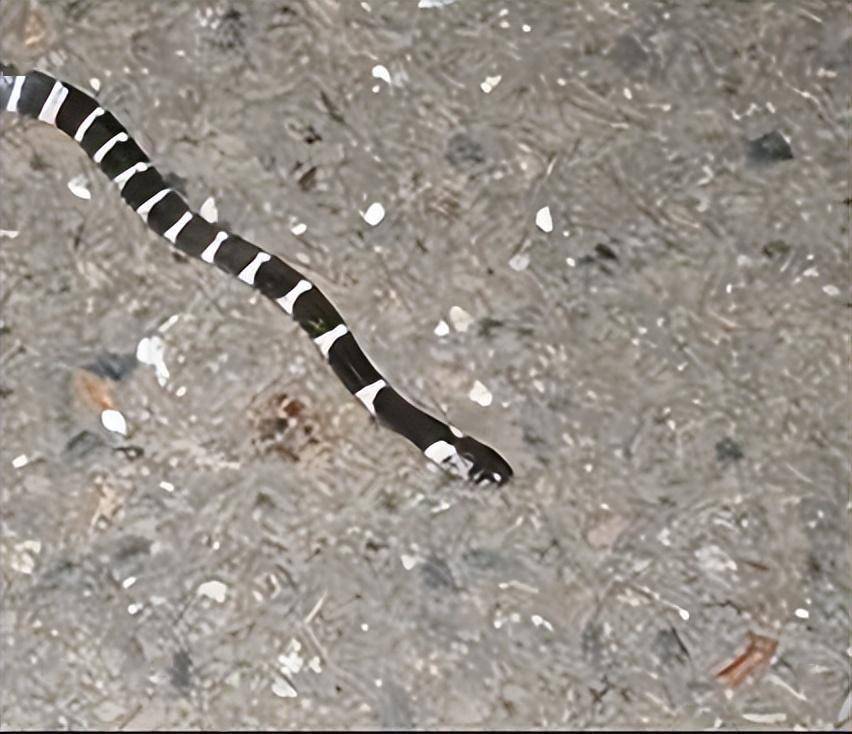 男子抓银环蛇在工友前炫耀,被咬5个小时后才送医院