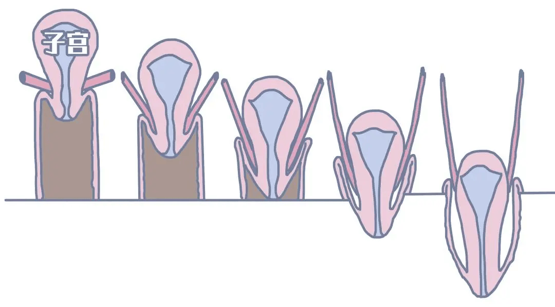 阴道_组织_宫颈