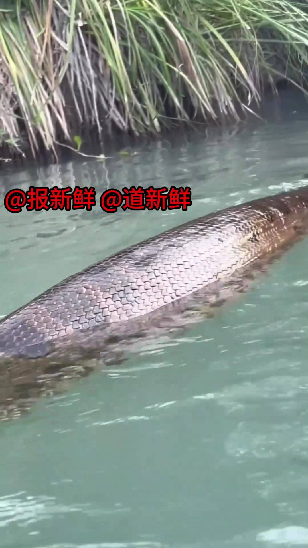 沼泽中一条吃撑了的绿水蚺,扭动的腰肢让我想起"小青"