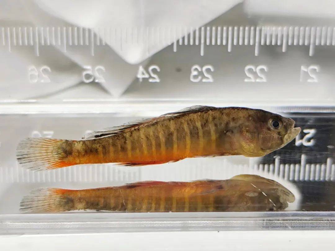 洱海里有多少种鱼?它们都长啥样?