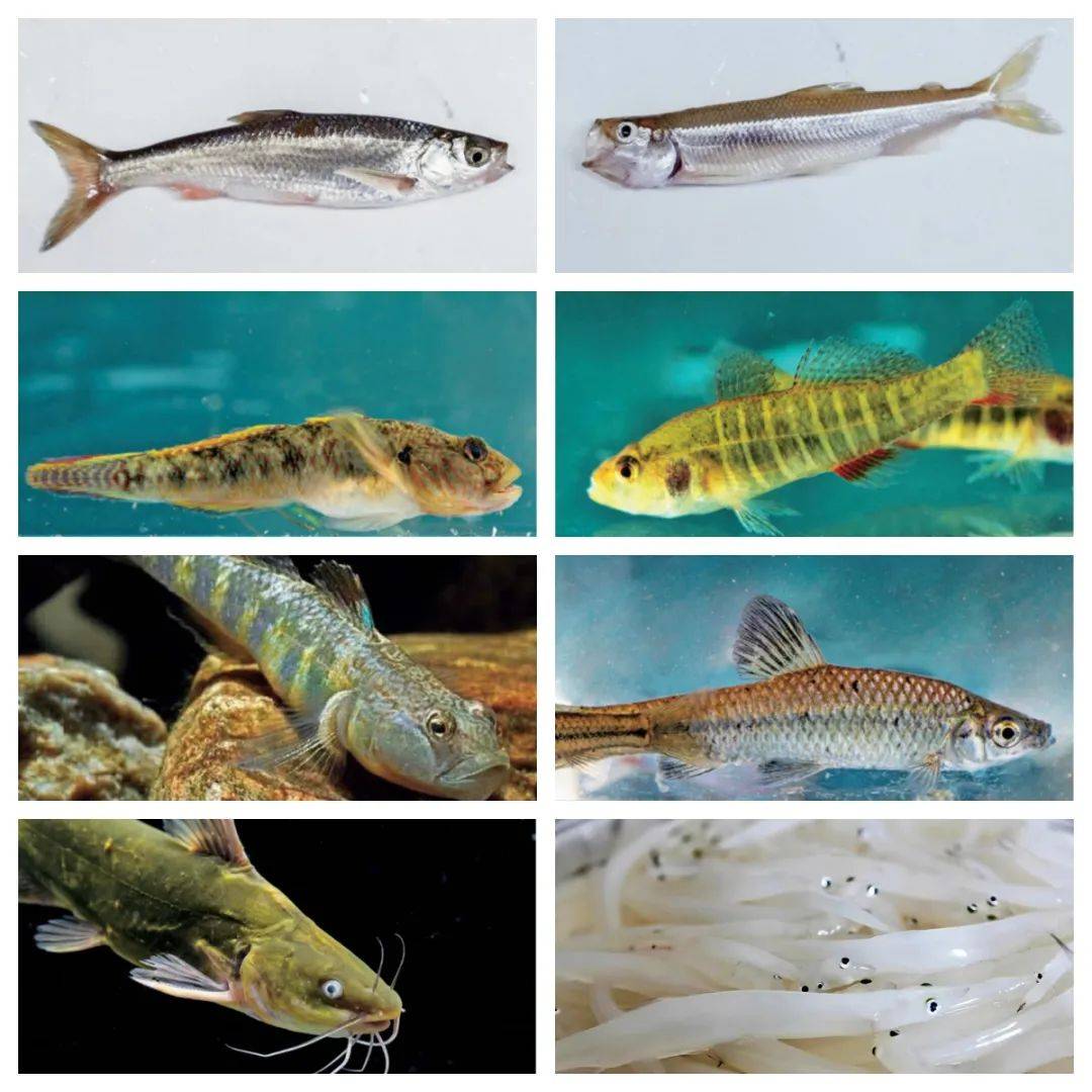 揭秘"洱海鱼"!洱海里有多少种鱼?它们都长啥样?