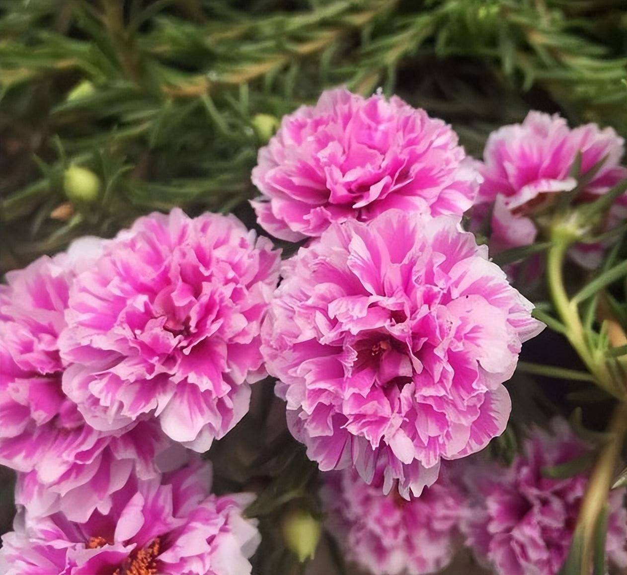 老年人养什么花好?就选3种花,花大色艳,好养好打理,漂亮喜庆