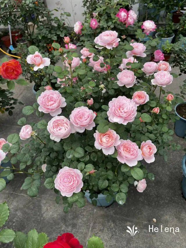 今年的最美月季,被他们种出来了!_品种_女王_瑞典